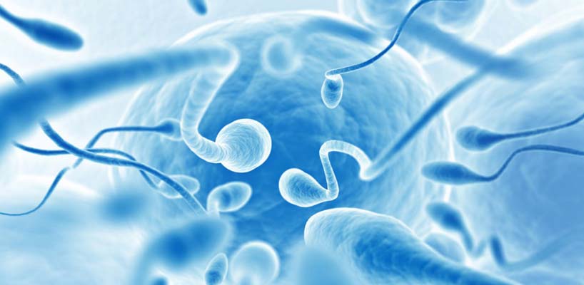 sædceller på vej mod æg celle